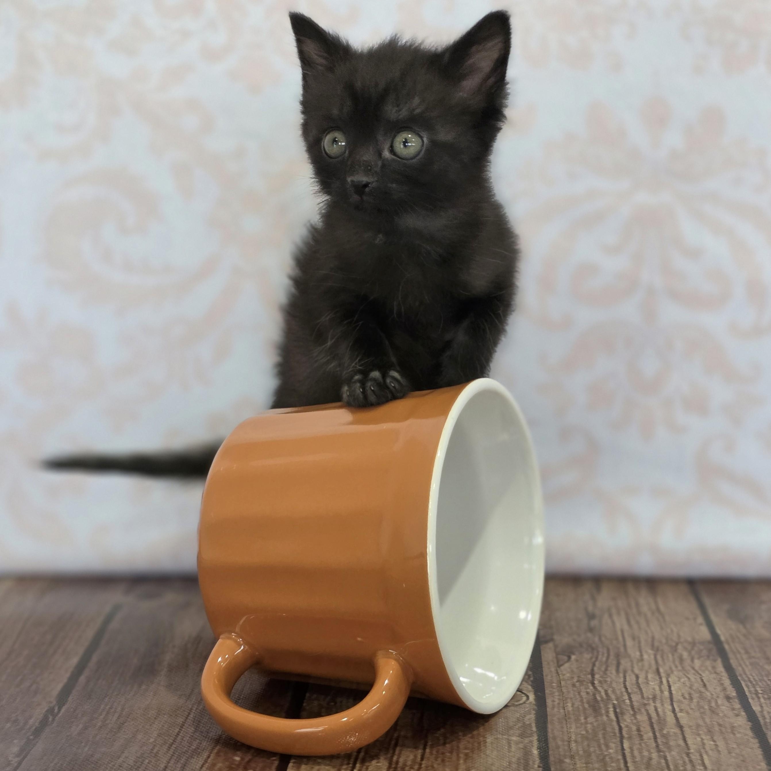 Espresso, an adopted Domestic Short Hair in Macomb Twp, MI image 4/5