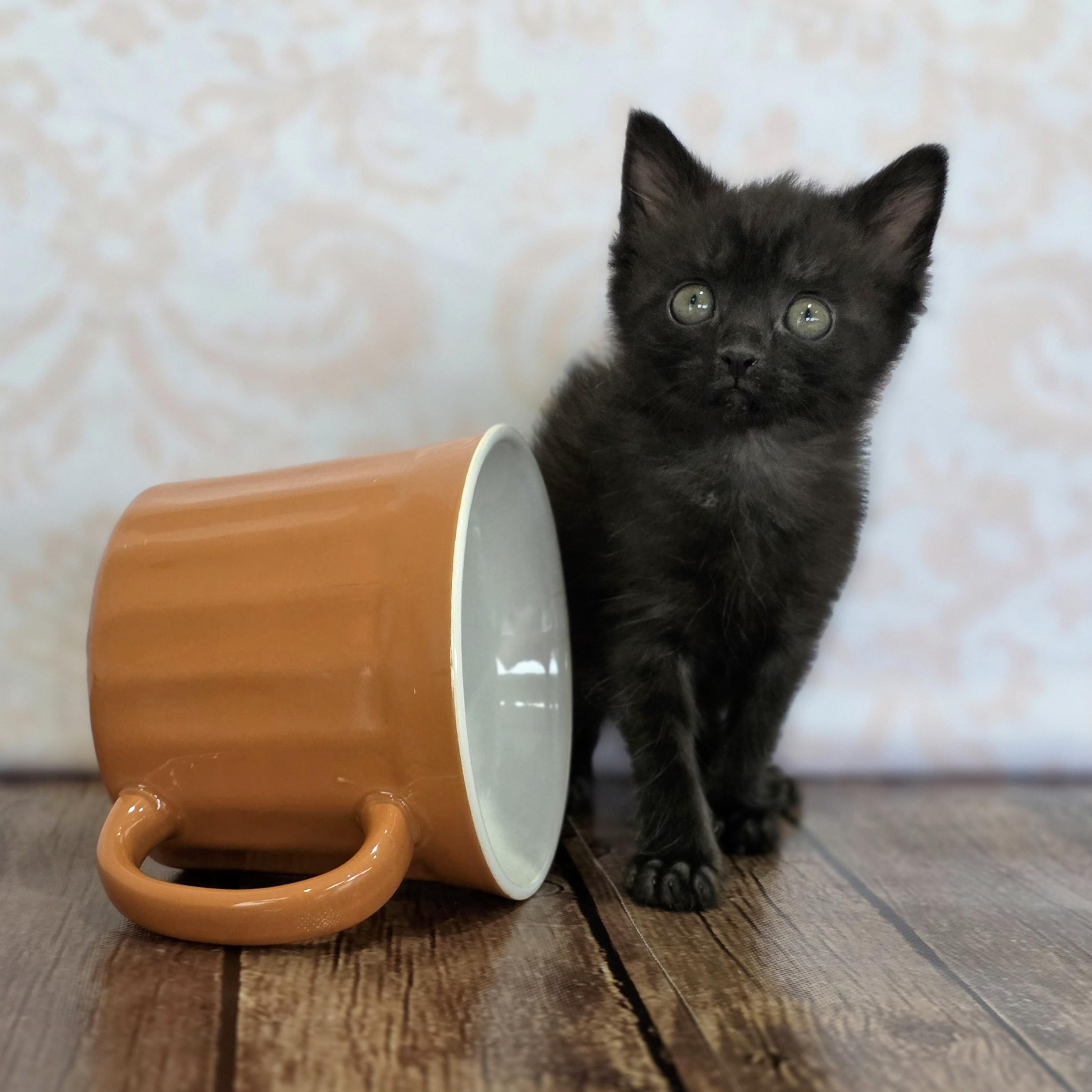 Espresso, an adopted Domestic Short Hair in Macomb Twp, MI image 5/5
