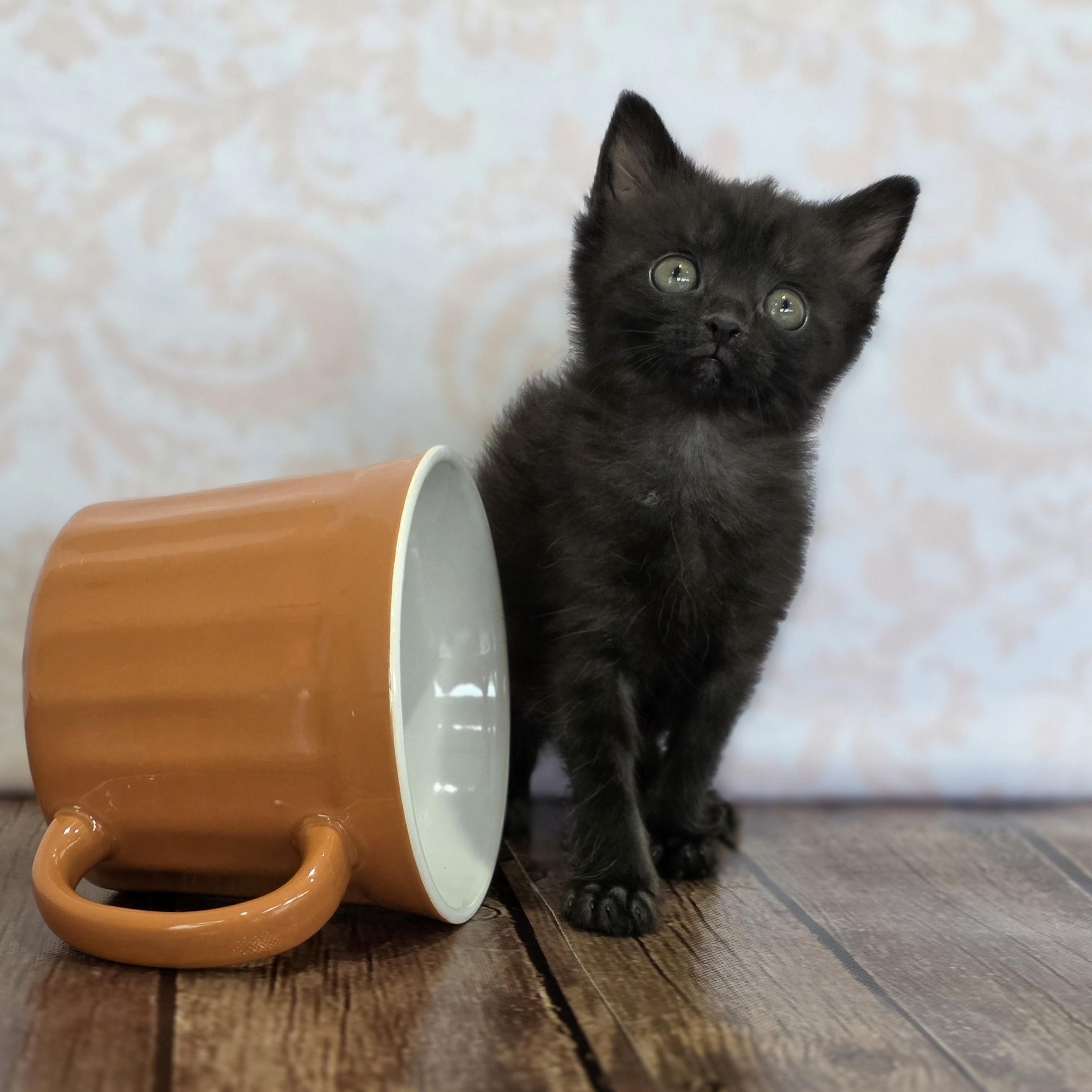 Espresso, adopted, Kitten Female Domestic Short Hair.