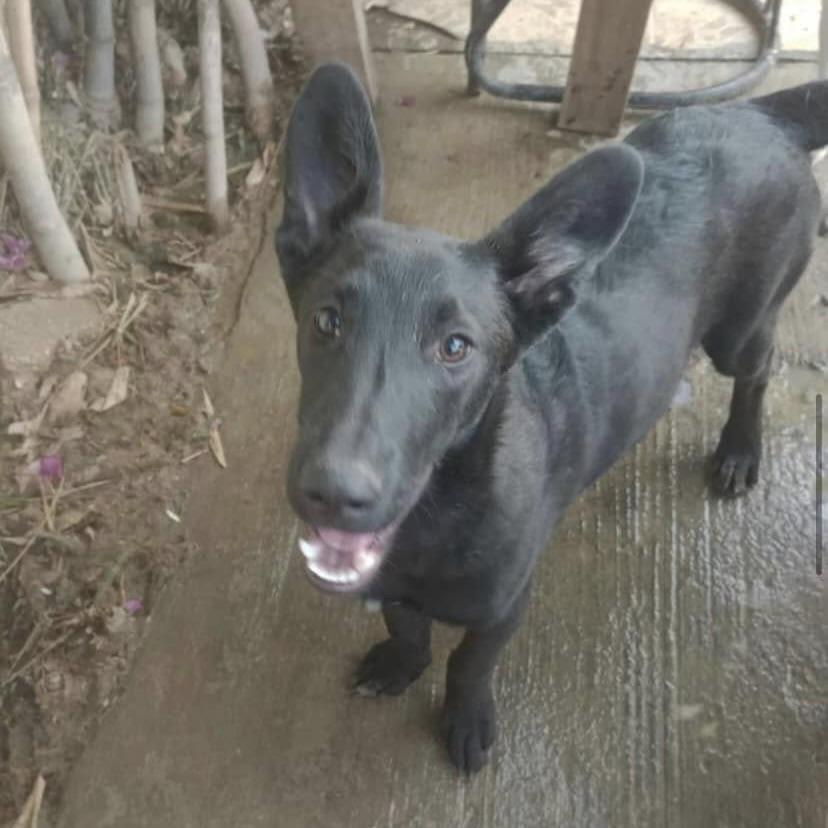 Micky (20240517-09) — thumbnail 2