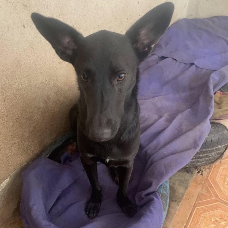 Micky (20240517-09) — thumbnail 5