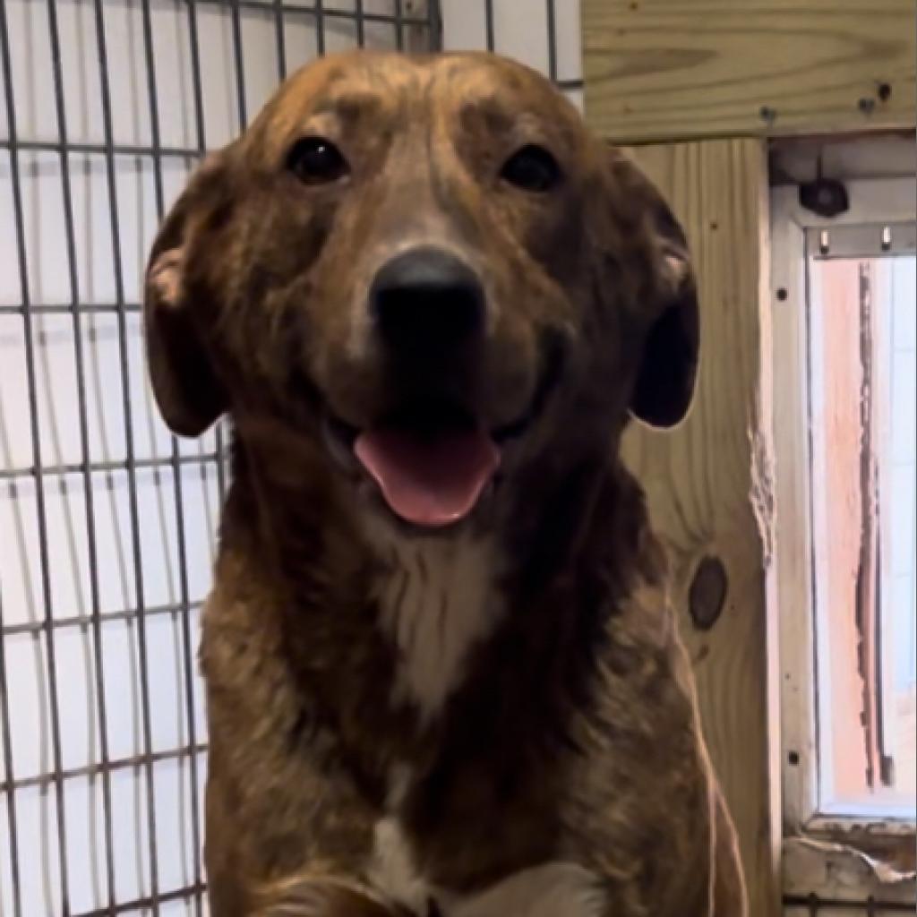 Curly, Adoptable, Adult Male Mountain Cur.