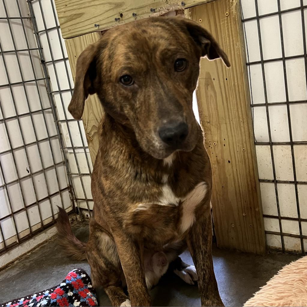 Curly, a Adoptable Mountain Cur in Blairsville, GA image 2/6
