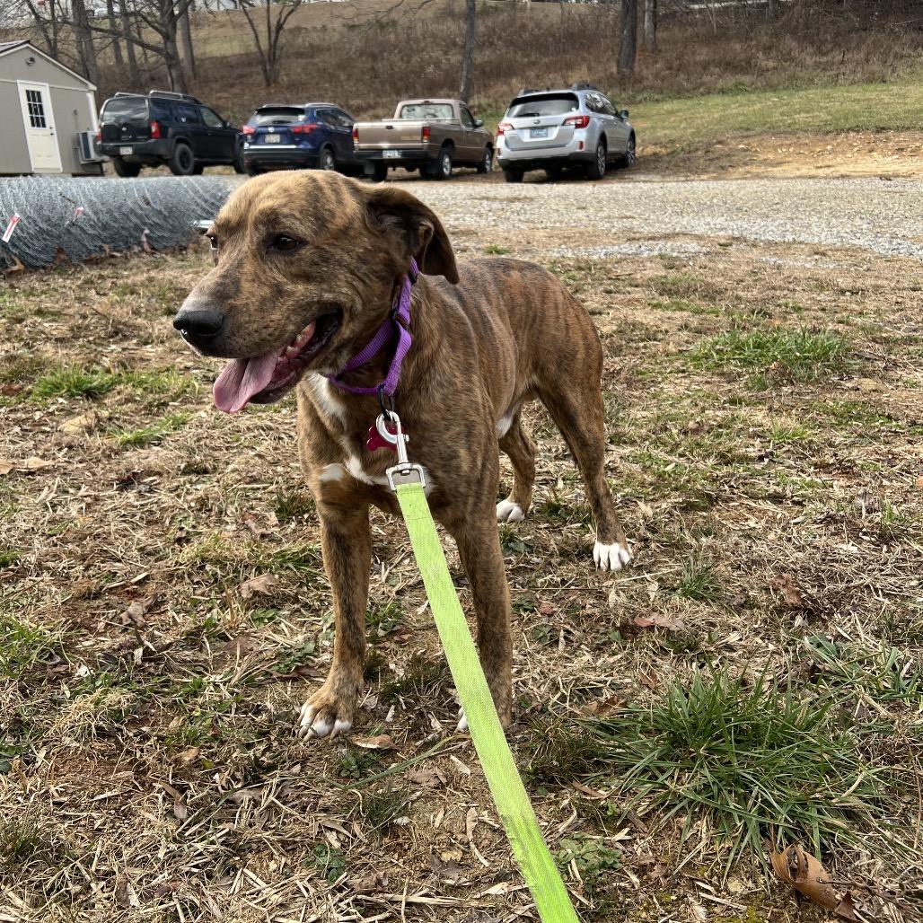 Curly, a Adoptable Mountain Cur in Blairsville, GA image 3/6