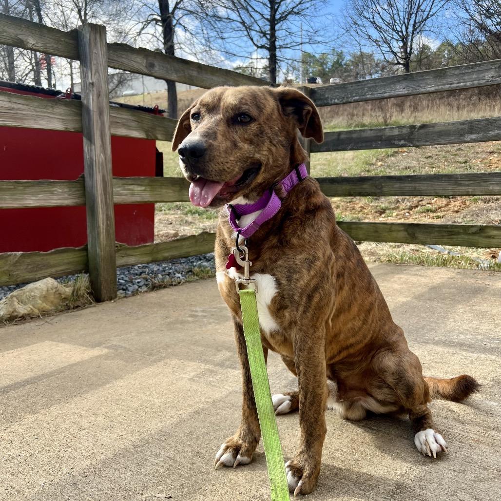 Curly, a Adoptable Mountain Cur in Blairsville, GA image 4/6