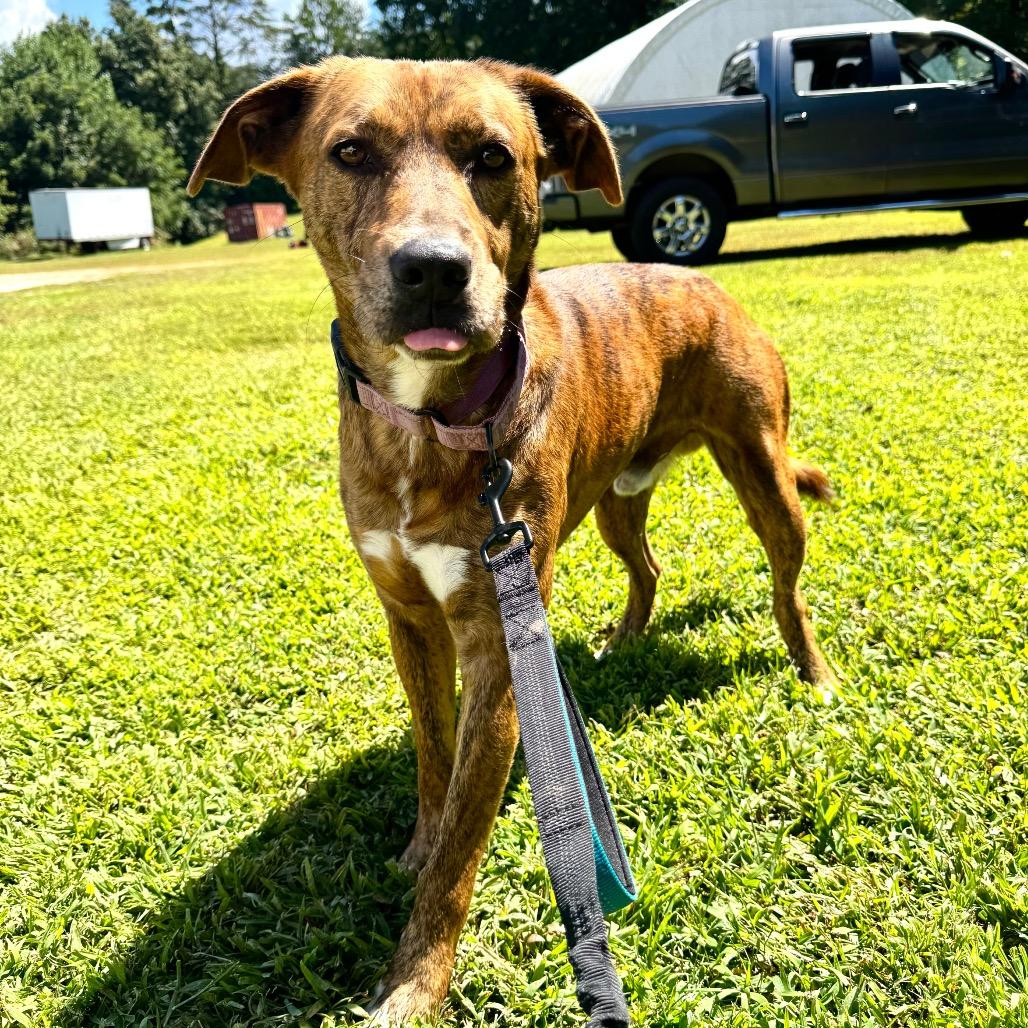 Curly, a Adoptable Mountain Cur in Blairsville, GA image 5/6