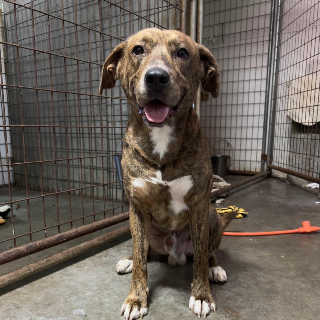 Curly, a Adoptable Mountain Cur in Blairsville, GA image 6/6