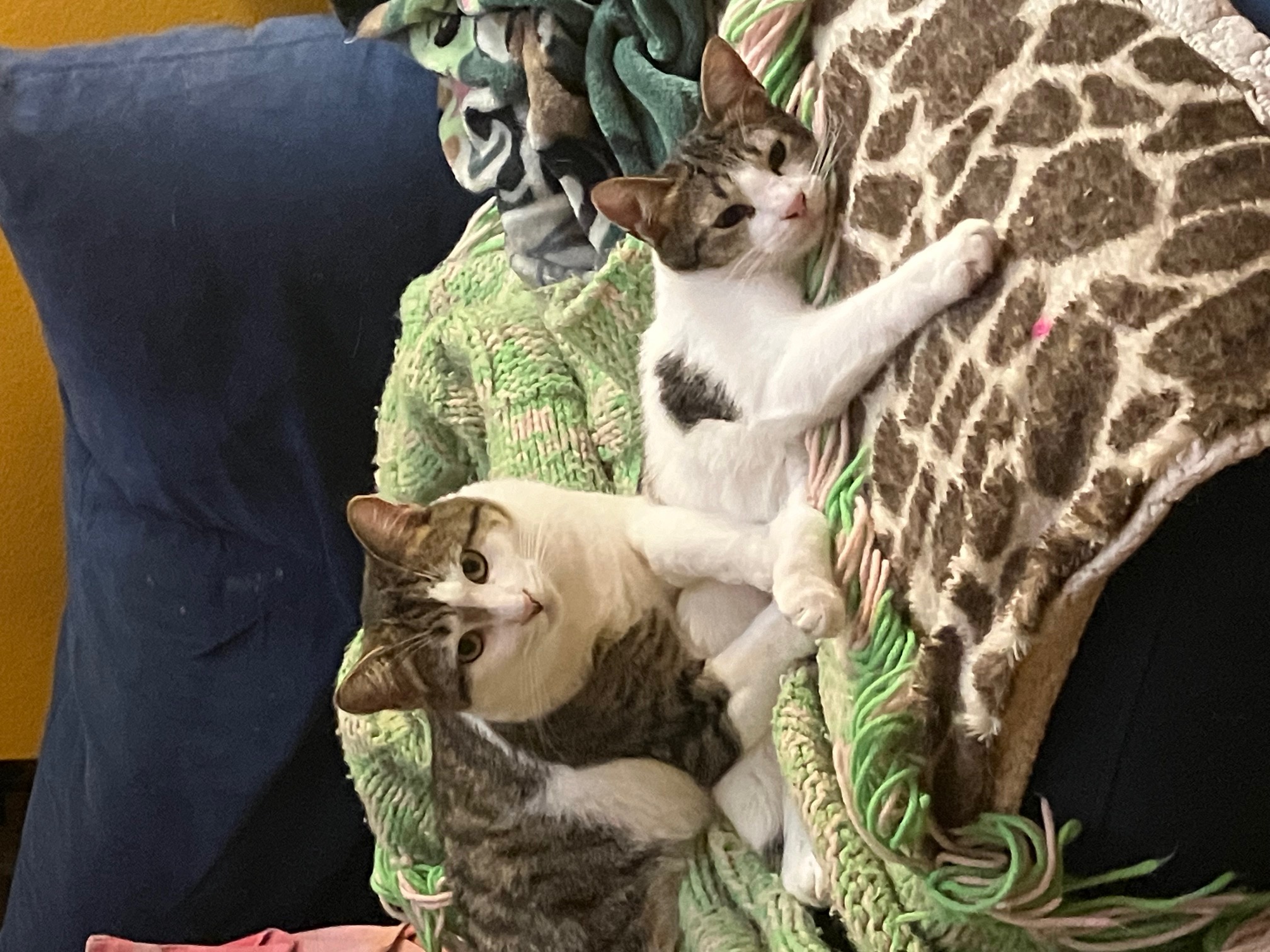 Enlarge Snorri, a Adoptable Domestic Short Hair in Los Angeles, CA image 3/4