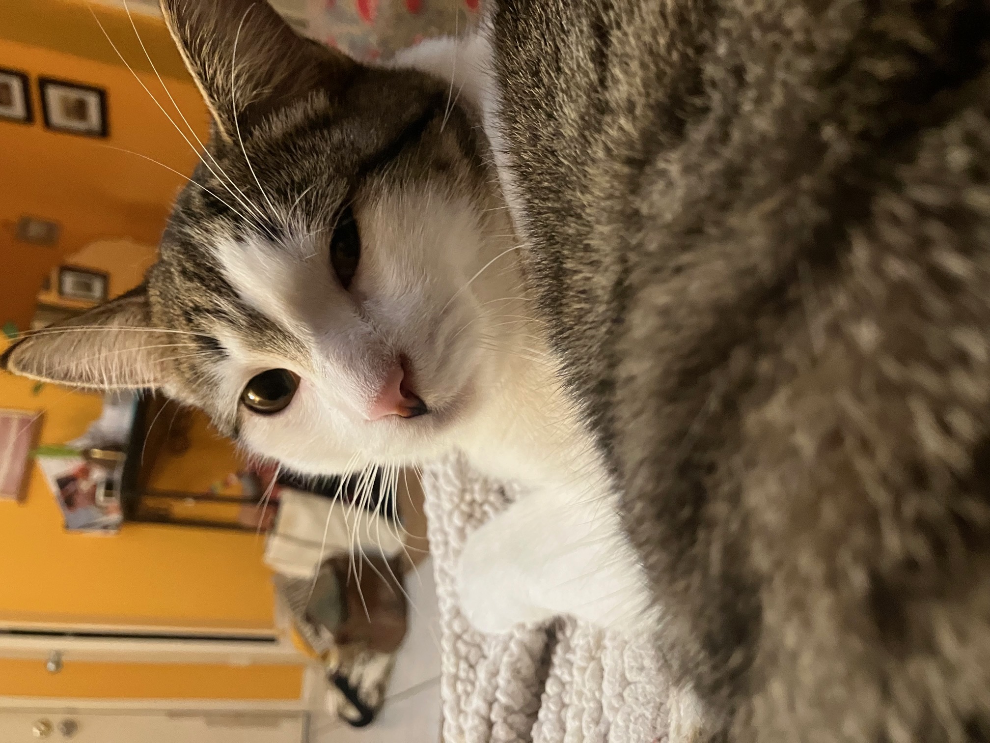 Snorri — thumbnail 3