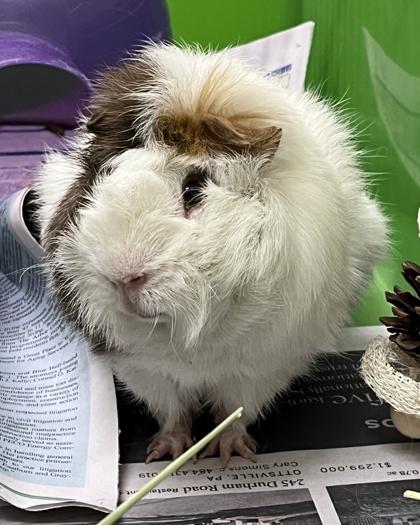 Paulie, Adoptable, Adult Male Guinea Pig.