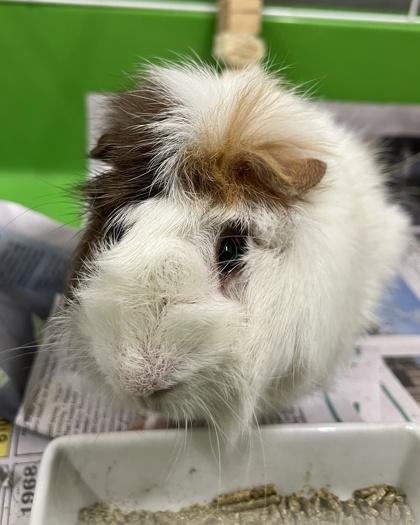 Paulie, a Adoptable Guinea Pig in New Hope, PA image 2/3