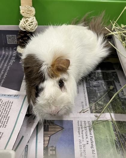 Paulie, a Adoptable Guinea Pig in New Hope, PA image 3/3