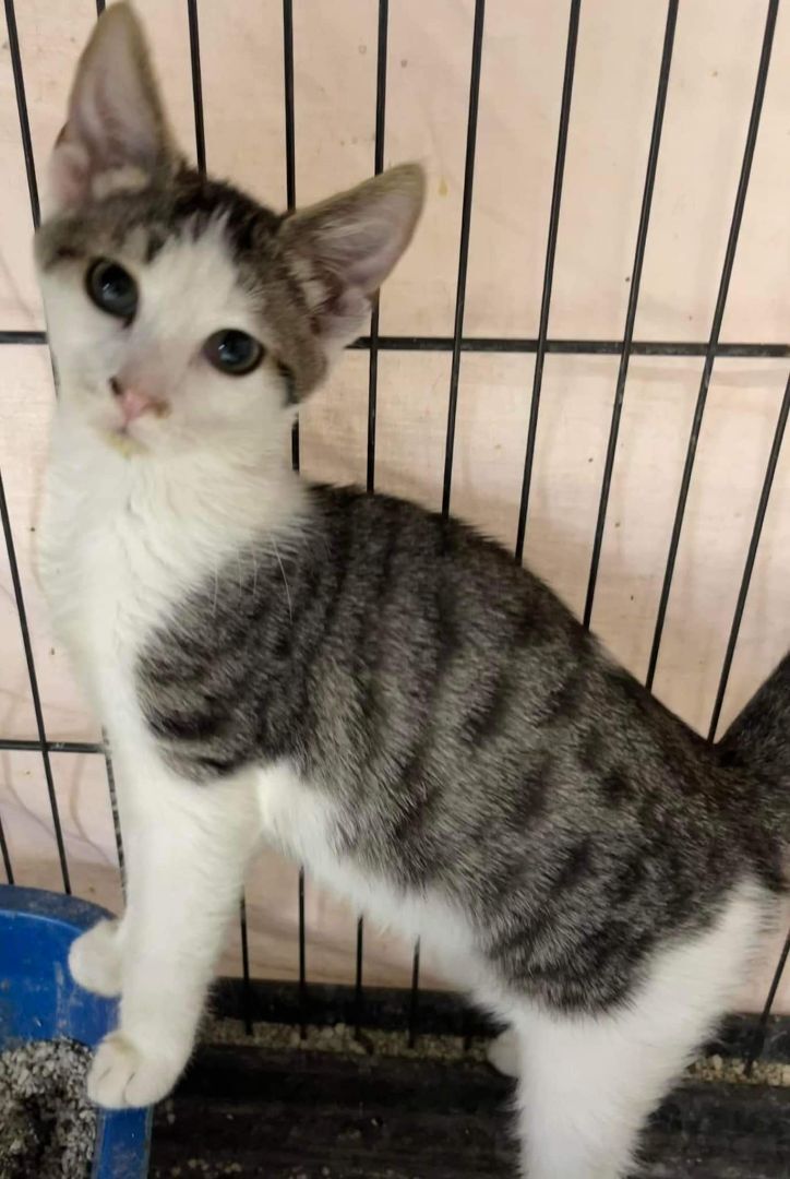 Errol, a Adoptable mixed breed in Jackson, GA image 1/4