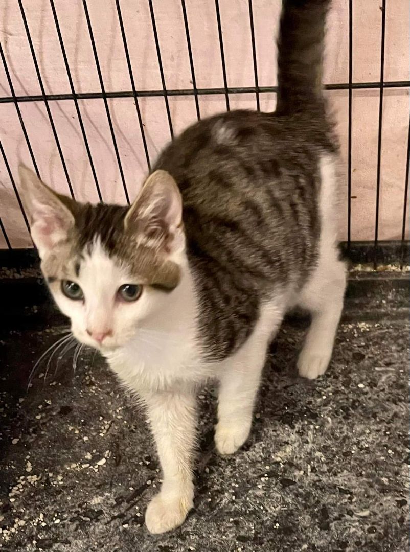 Errol, a Adoptable mixed breed in Jackson, GA image 2/4