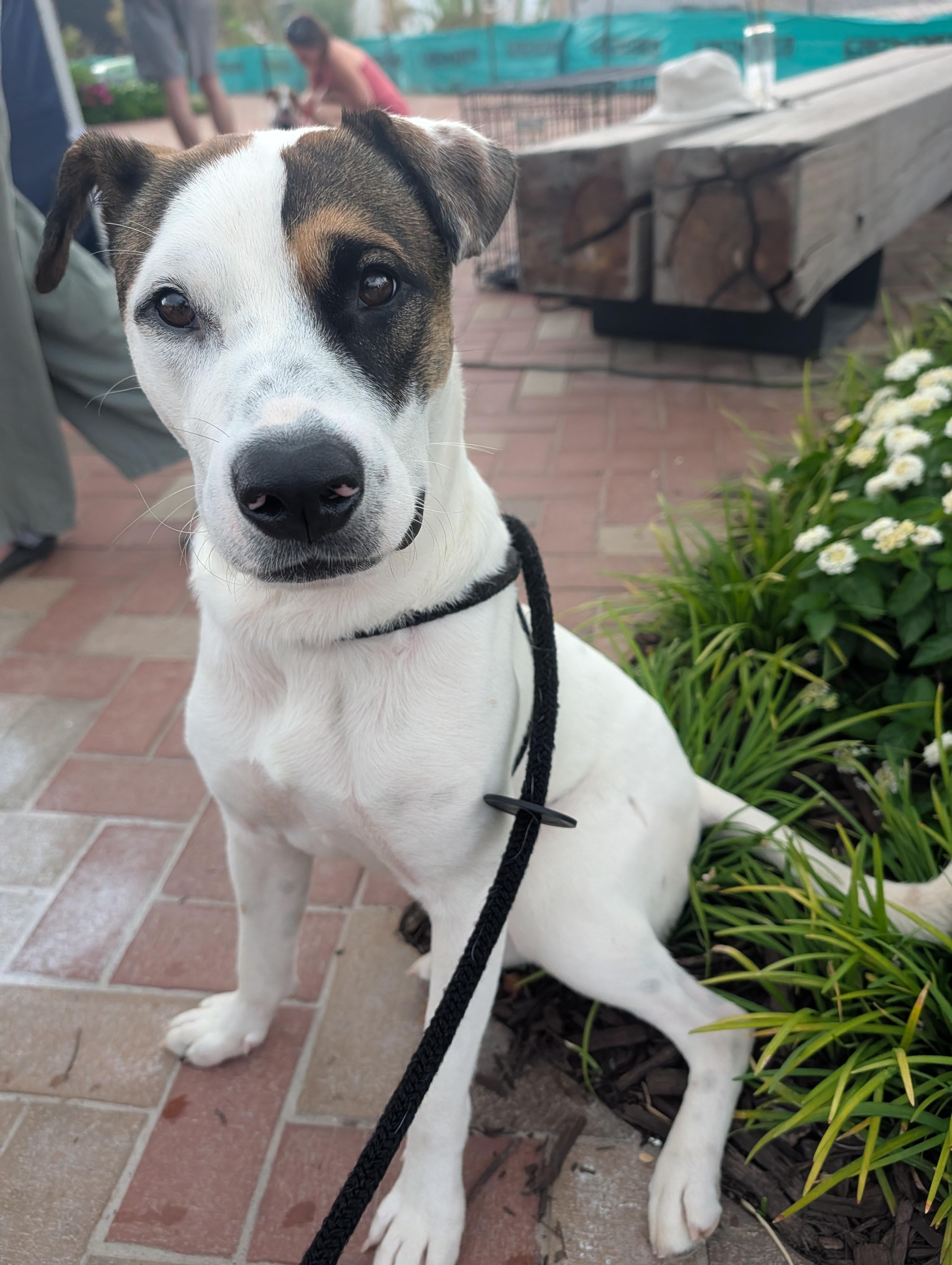 Enlarge Knox, a Adoptable mixed breed in Bella Vista, AR image 1/6