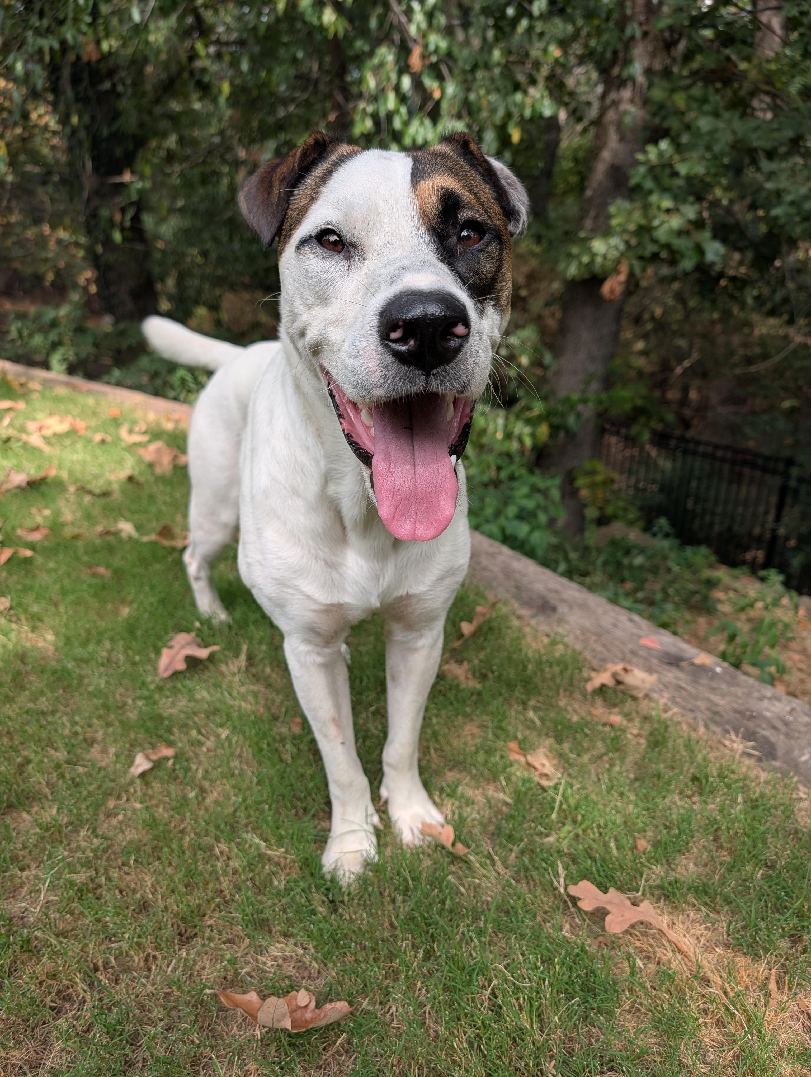 Enlarge Knox, a Adoptable mixed breed in Bella Vista, AR image 4/6