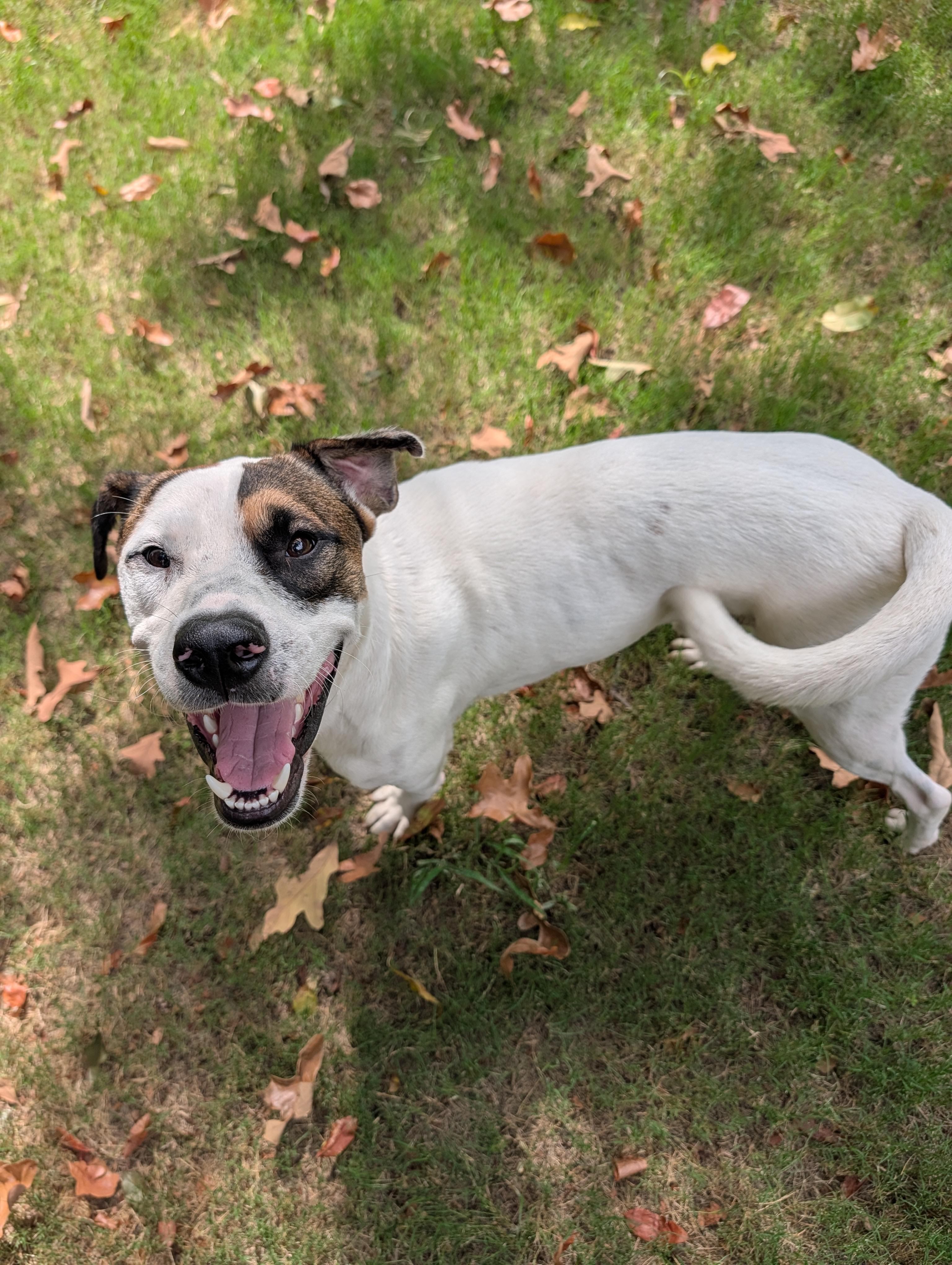 Enlarge Knox, a Adoptable mixed breed in Bella Vista, AR image 2/6