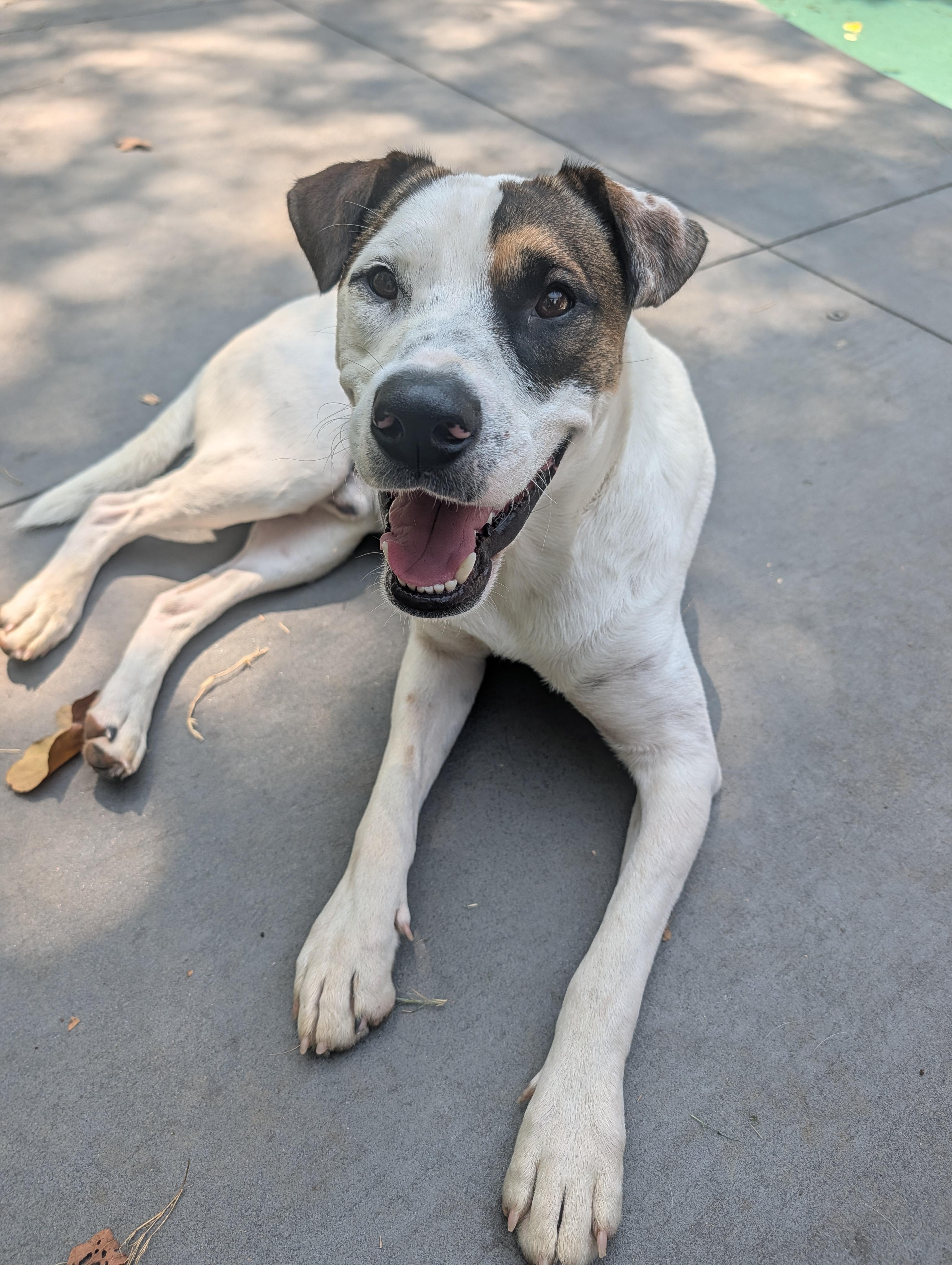 Enlarge Knox, a Adoptable mixed breed in Bella Vista, AR image 3/6