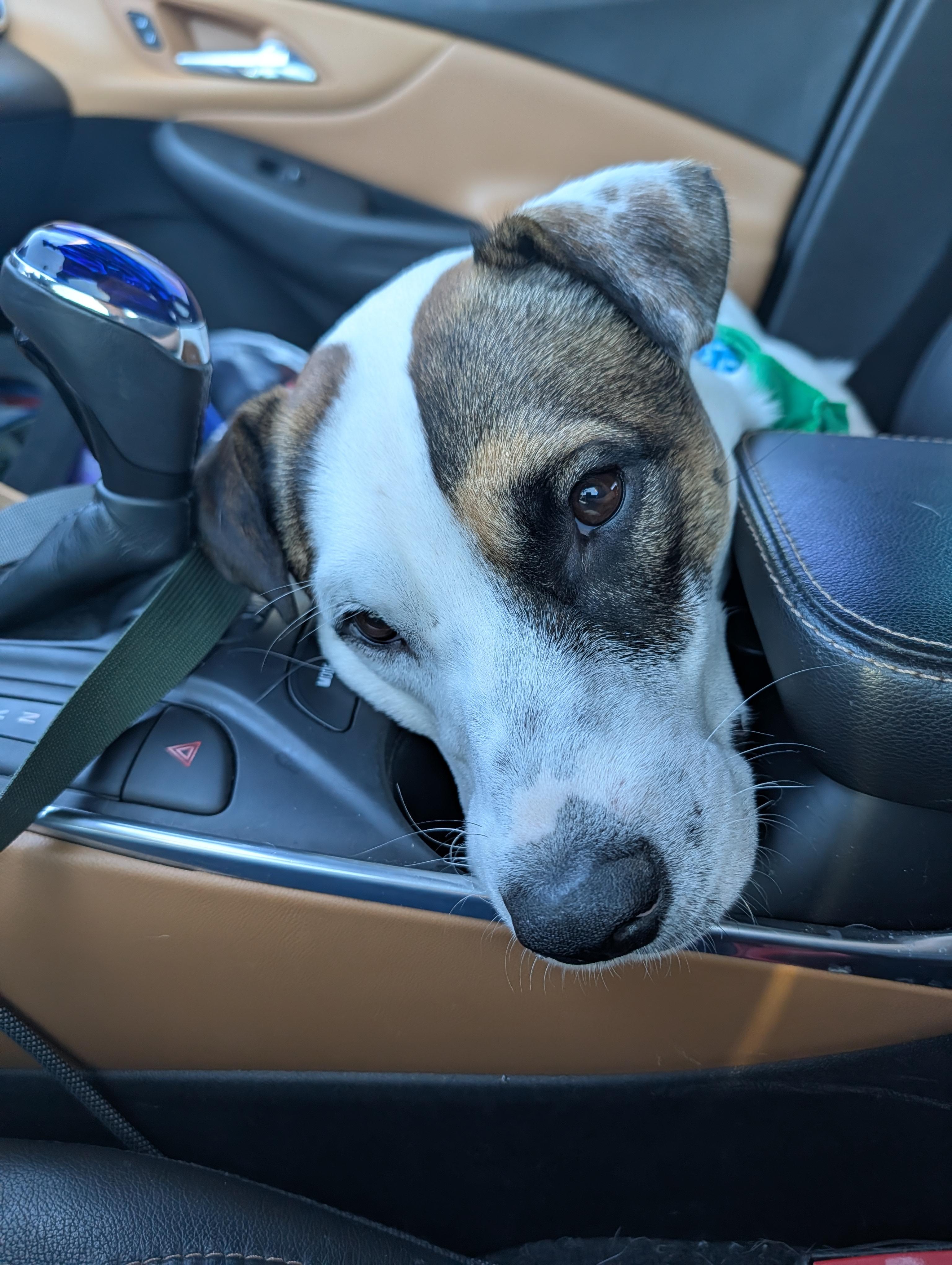 Enlarge Knox, a Adoptable mixed breed in Bella Vista, AR image 6/6