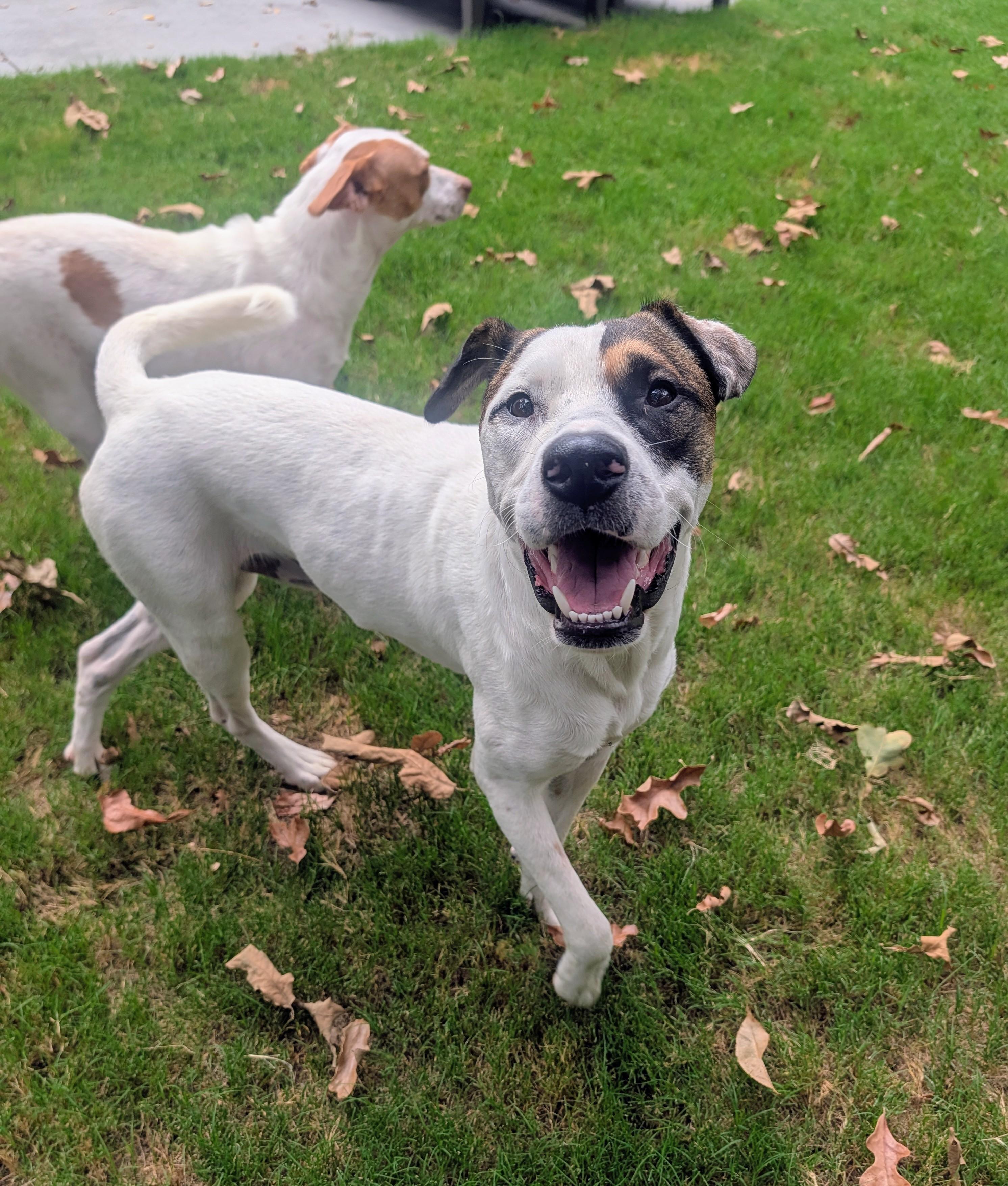 Enlarge Knox, a Adoptable mixed breed in Bella Vista, AR image 5/6