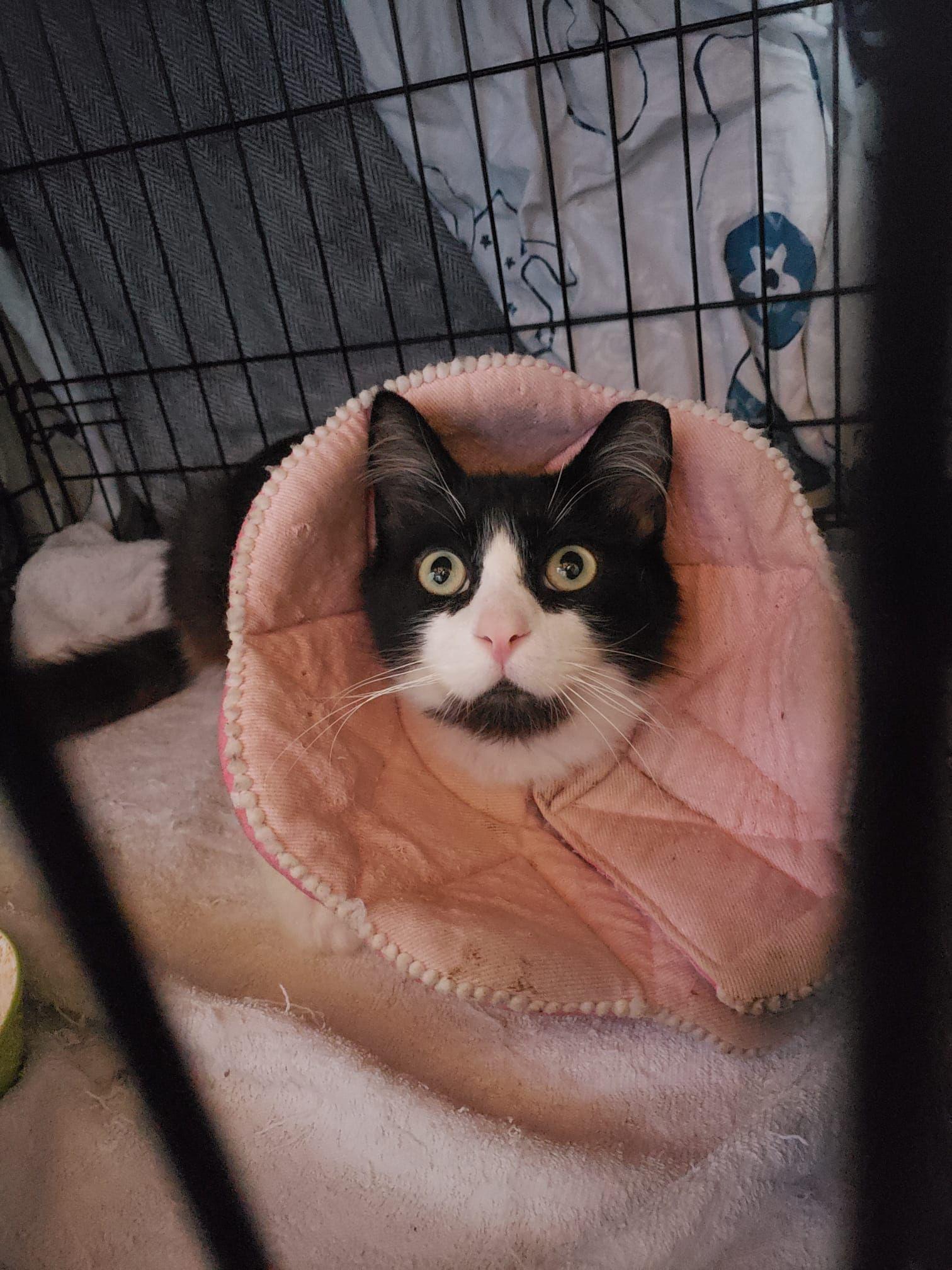 Teddy, a Adopted mixed breed in San Jose, CA image 2/4