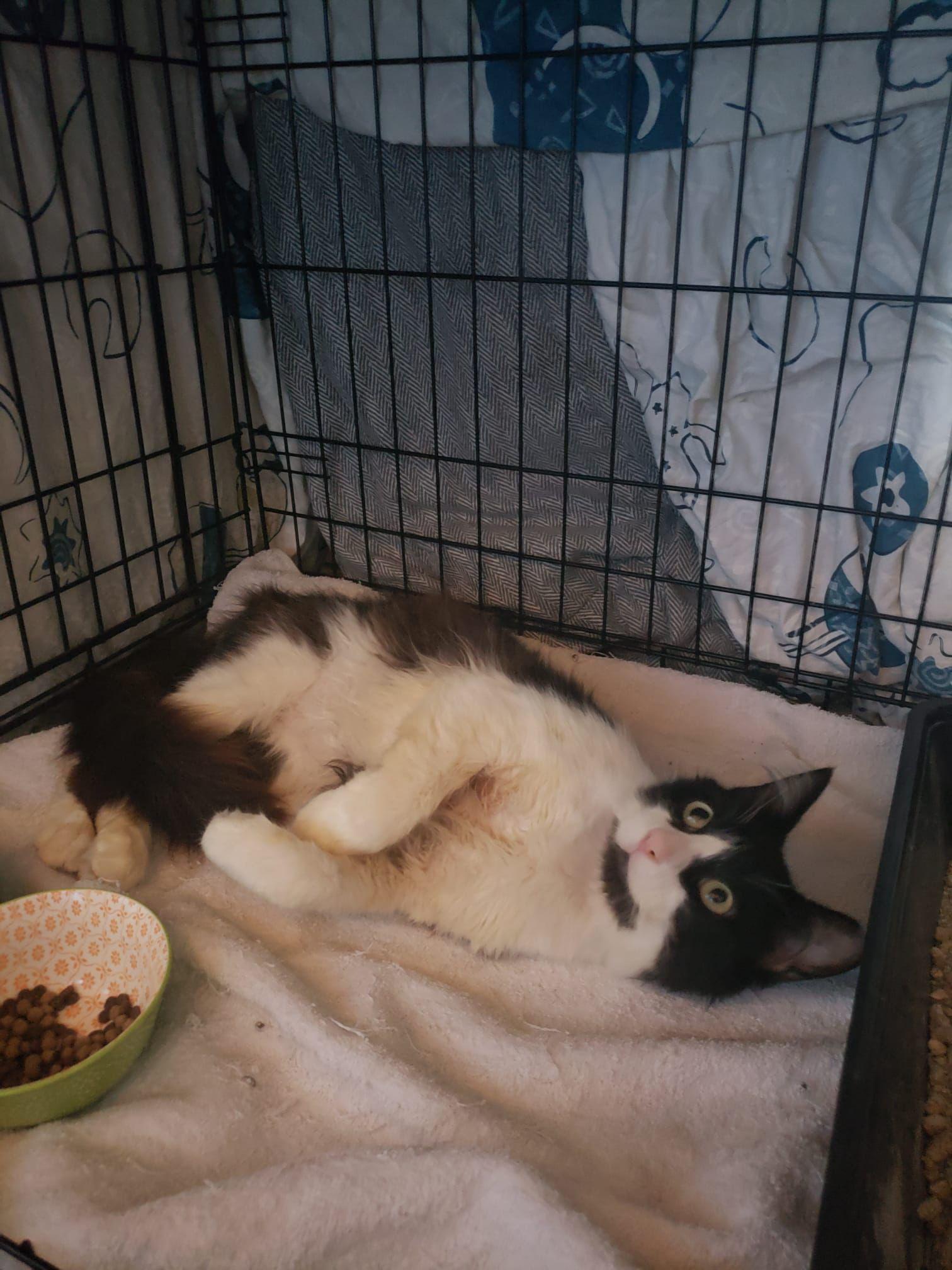 Teddy, a Adopted mixed breed in San Jose, CA image 1/4