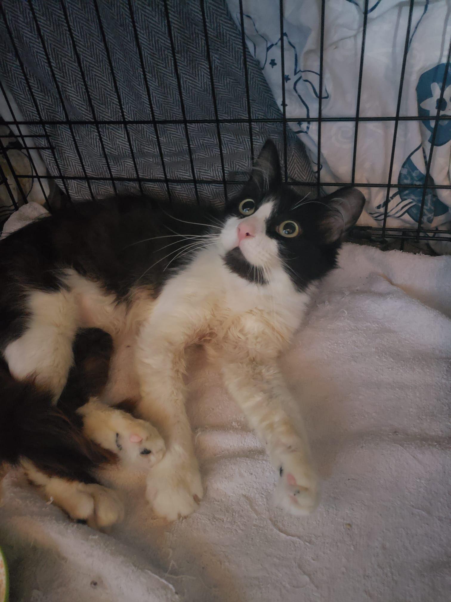 Teddy, a Adopted mixed breed in San Jose, CA image 3/4