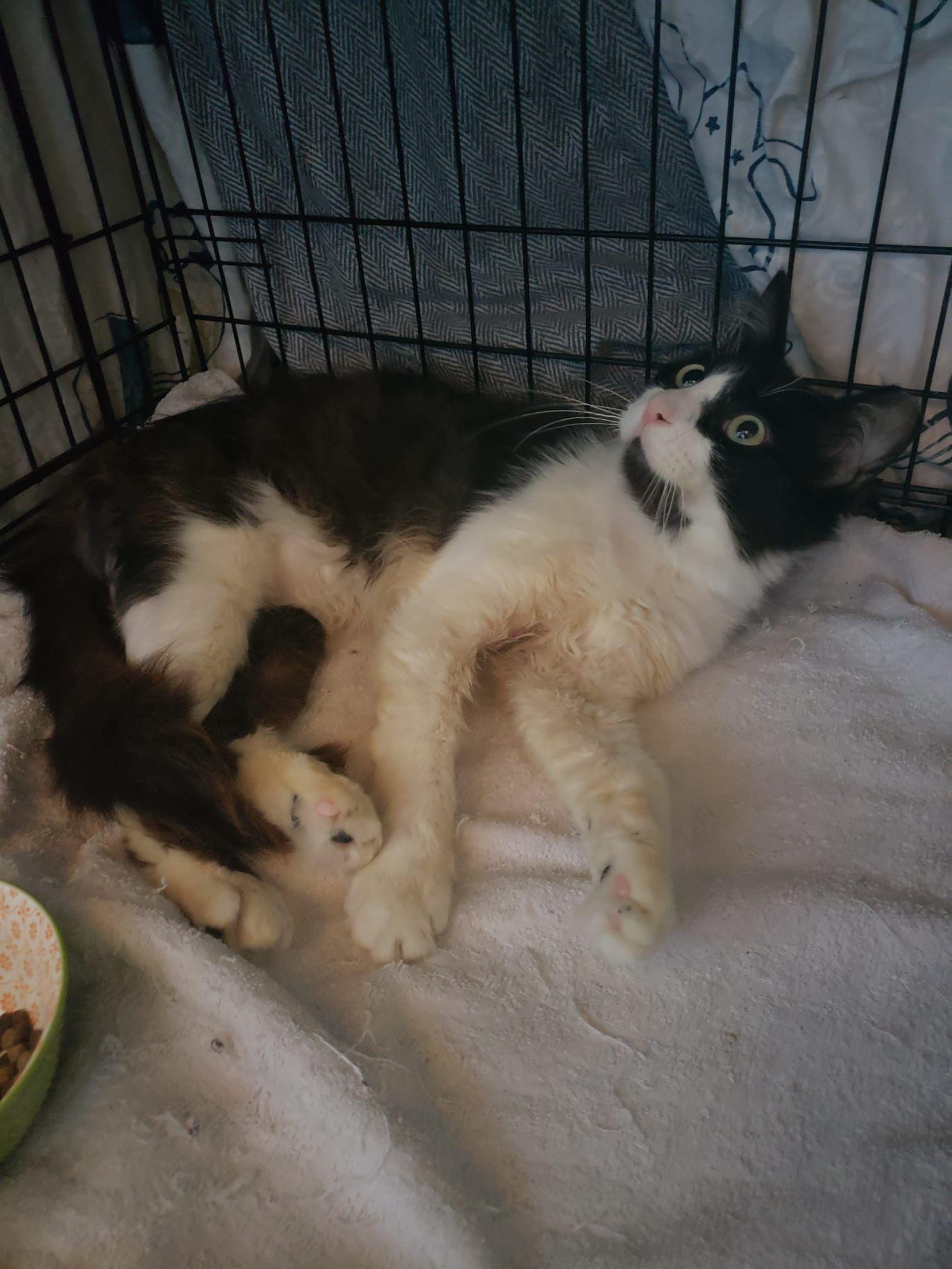 Teddy, a Adopted mixed breed in San Jose, CA image 4/4