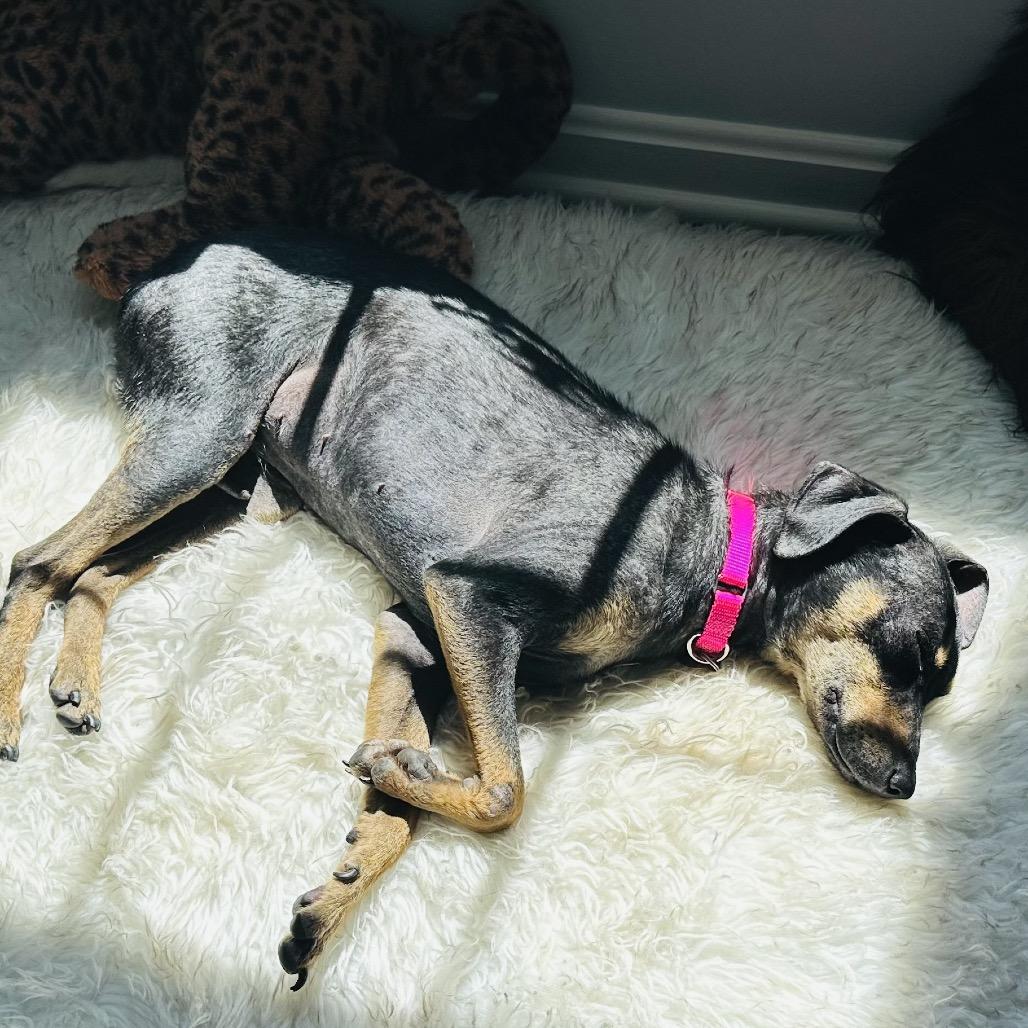 Ophelia, Adoptable, Adult Female Terrier.