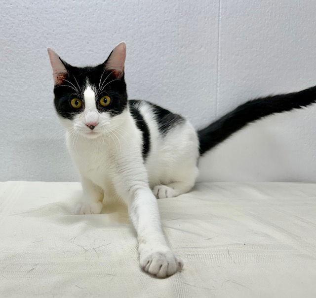 Enlarge Lyndon, a Adoptable Domestic Short Hair in Winton, NC image 1/3