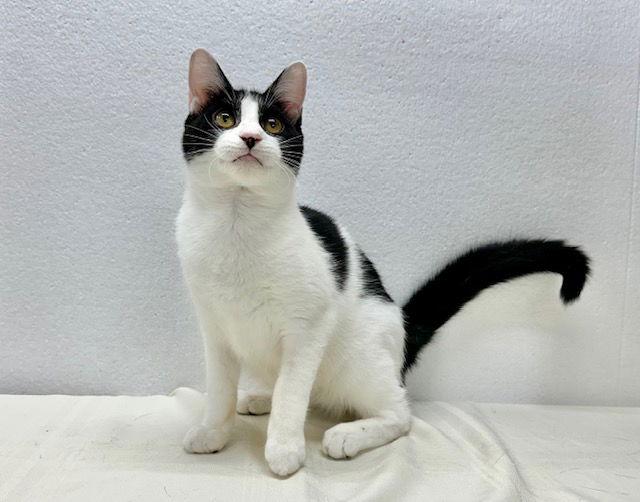 Enlarge Lyndon, a Adoptable Domestic Short Hair in Winton, NC image 2/3