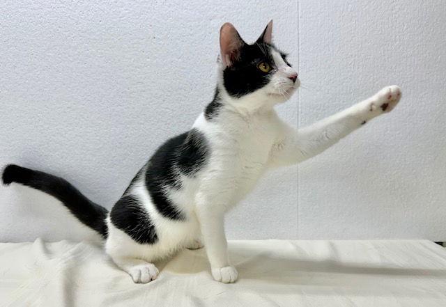 Enlarge Lyndon, a Adoptable Domestic Short Hair in Winton, NC image 3/3