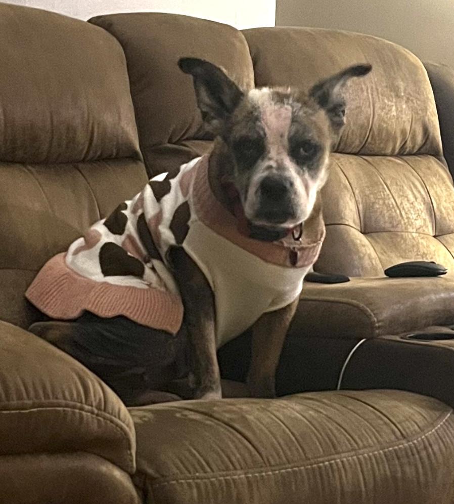 Nori, Adoptable, Adult Female Terrier & Bulldog.