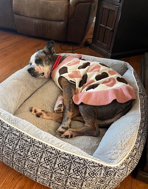 Enlarge Nori, a Adoptable mixed breed in Cairo, GA image 2/3