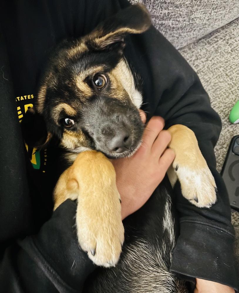 Georgie, Adoptable, Puppy Male German Shepherd Dog.