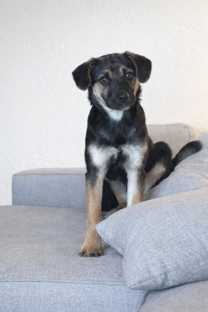 Enlarge Georgie, a Adoptable mixed breed in Pleasant Hill, CA image 2/4