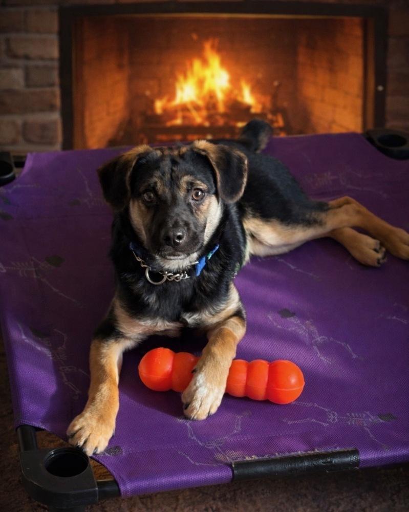 Enlarge Georgie, a Adoptable mixed breed in Pleasant Hill, CA image 3/4