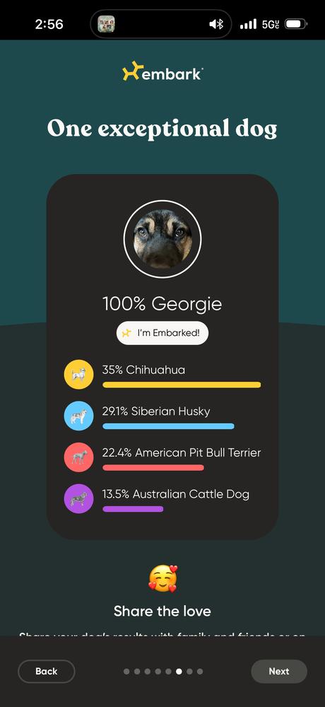 Enlarge Georgie, a Adoptable mixed breed in Pleasant Hill, CA image 4/4