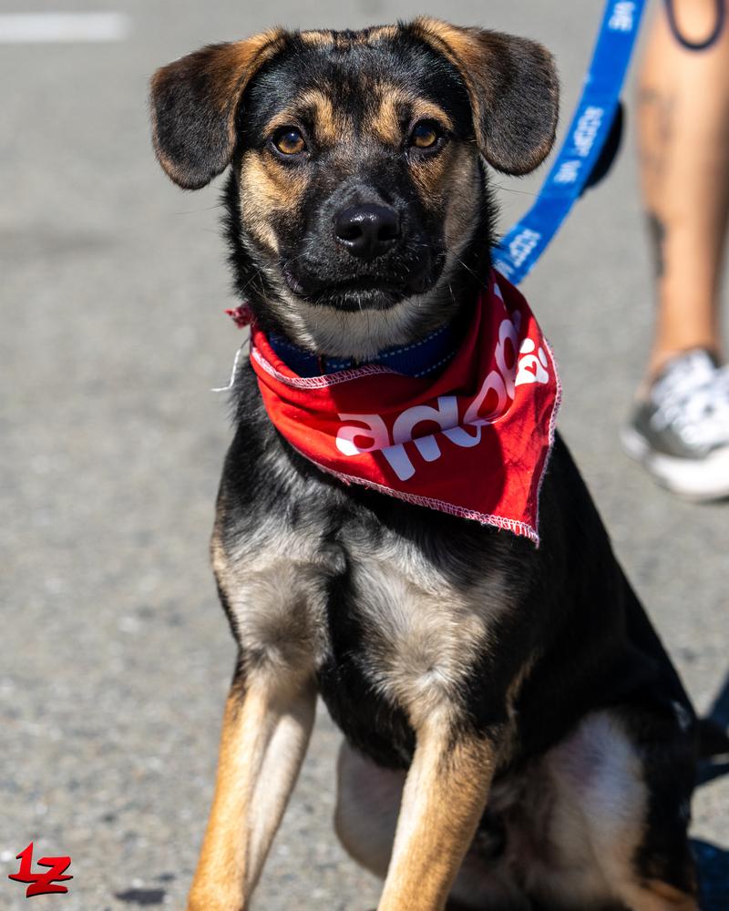 Georgie, a Adoptable mixed breed in Pleasant Hill, CA image 6/6