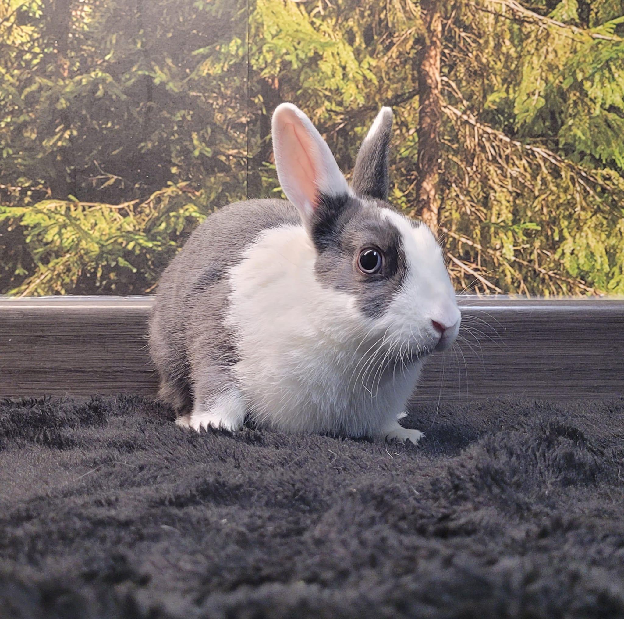 Bruno, Adoptable, Adult Male Dwarf.