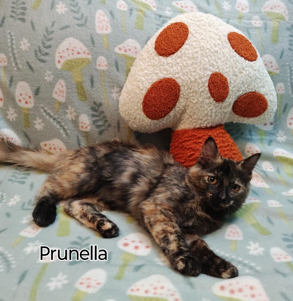 Enlarge Prunella, a Adoptable Domestic Medium Hair in Topeka, KS image 1/2