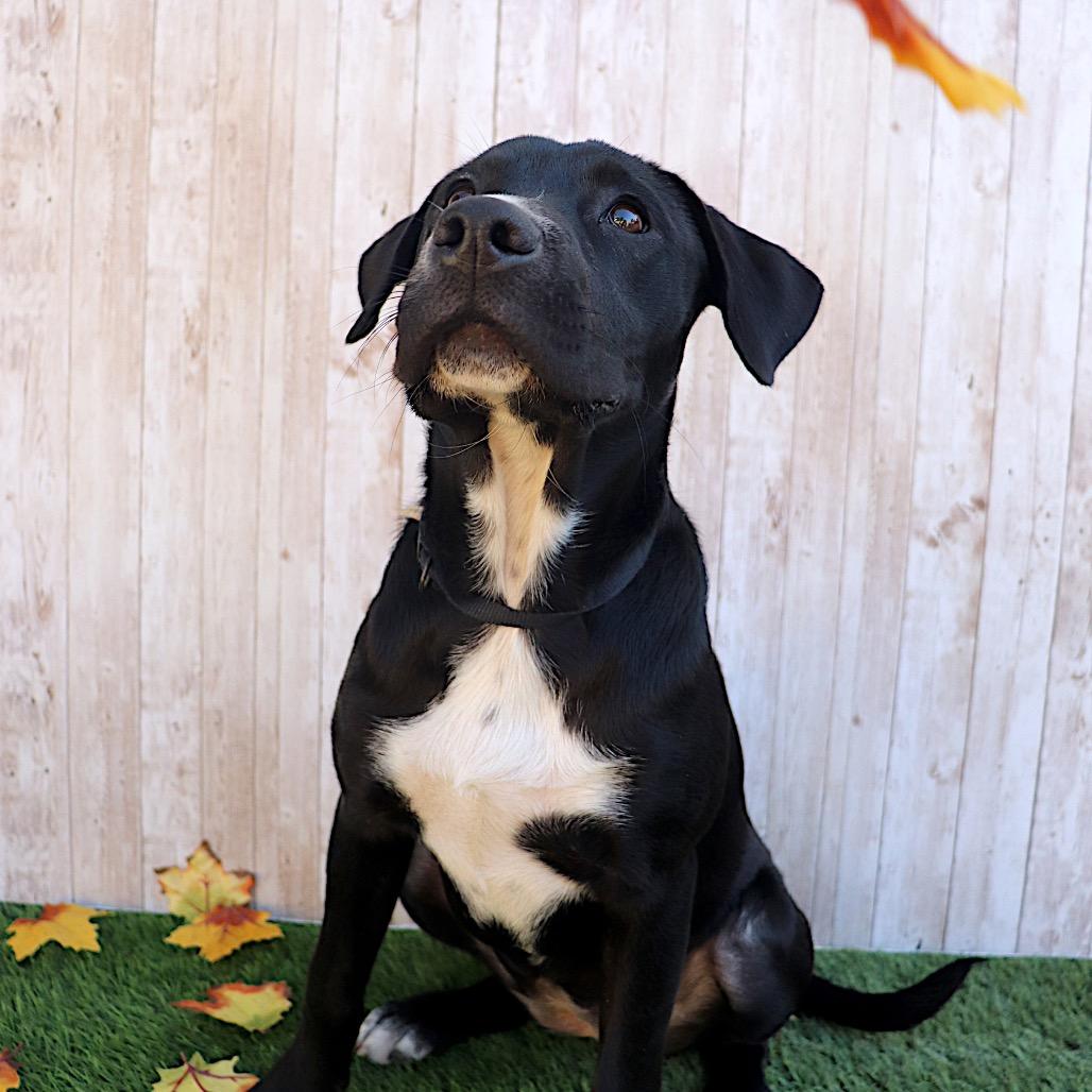 Enlarge Rolex, a Adoptable Cattle Dog image 2/6