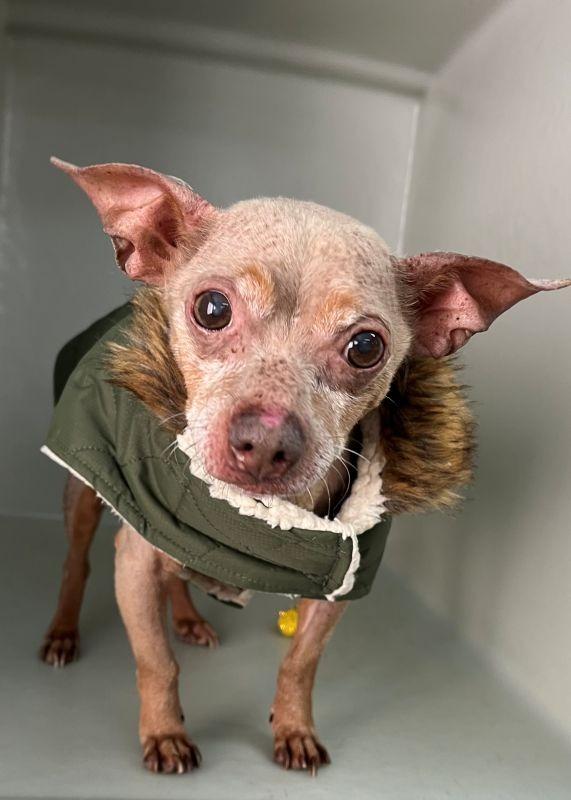 Tino, Adopted, Senior Male Chihuahua.