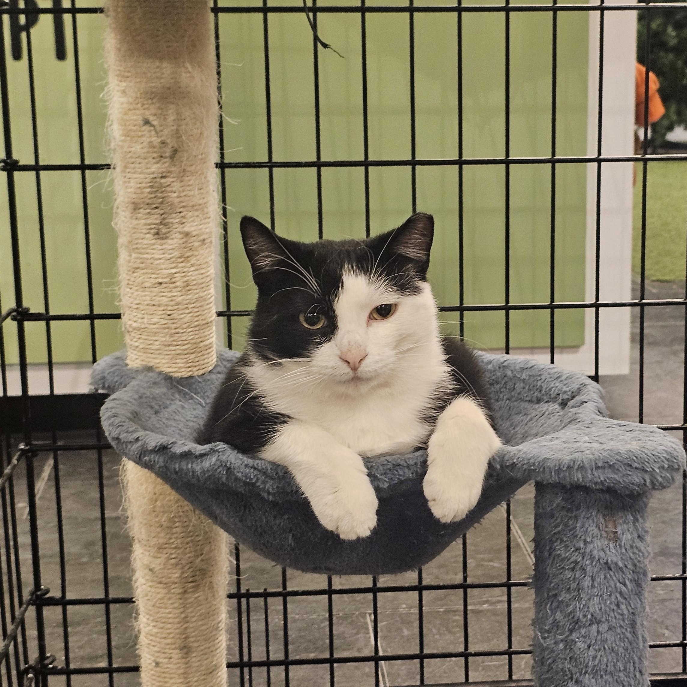 Harmon, an adoptable Domestic Short Hair in Saint Cloud, MN, 56301 | Photo Image 1