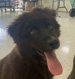 Neville, adopted, Young Male Australian Shepherd.