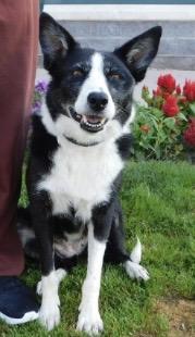 Kylie, ADOPTABLE, Adult Female Border Collie.