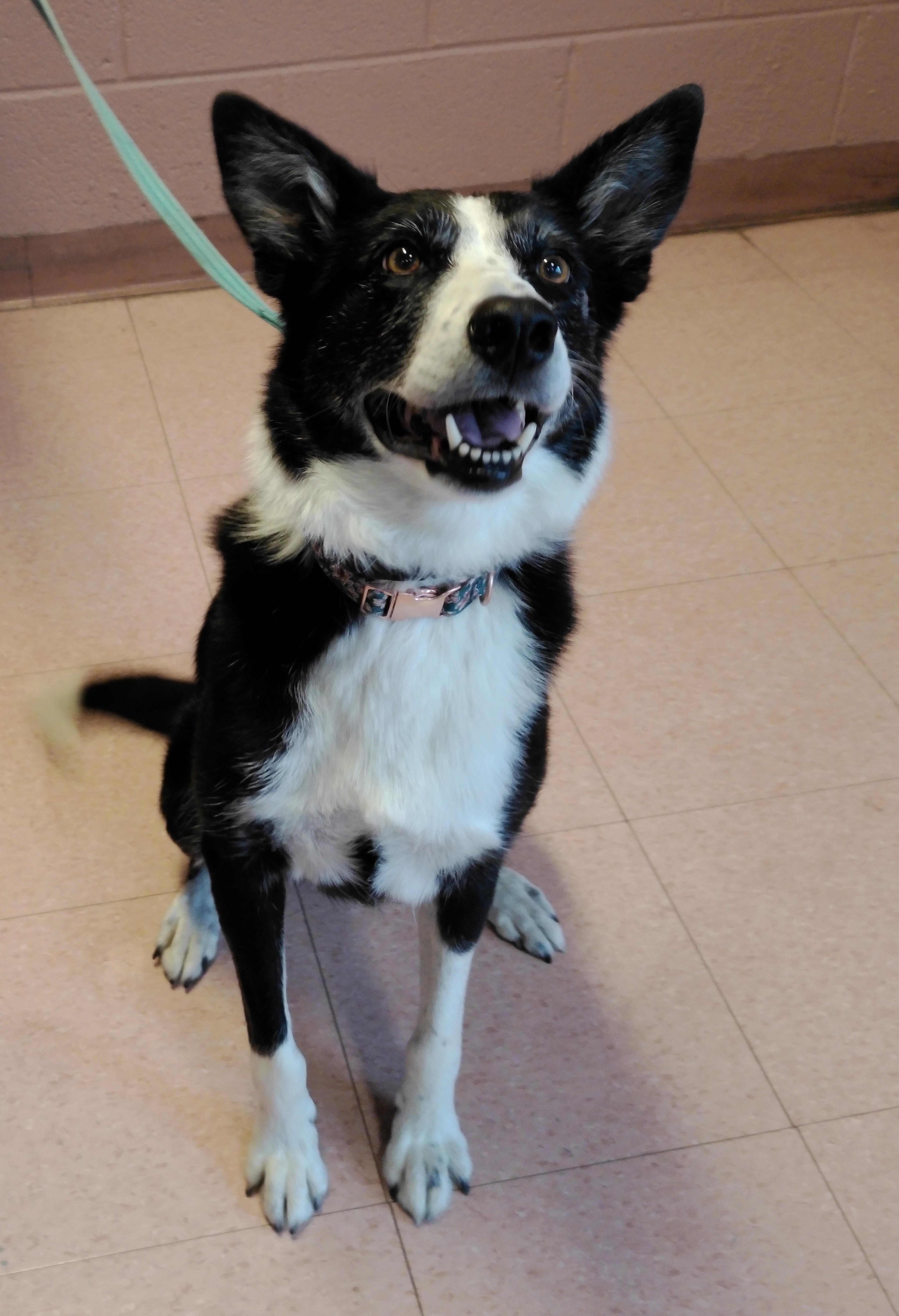 Kylie, a ADOPTABLE Border Collie in Pottsville, PA image 2/4