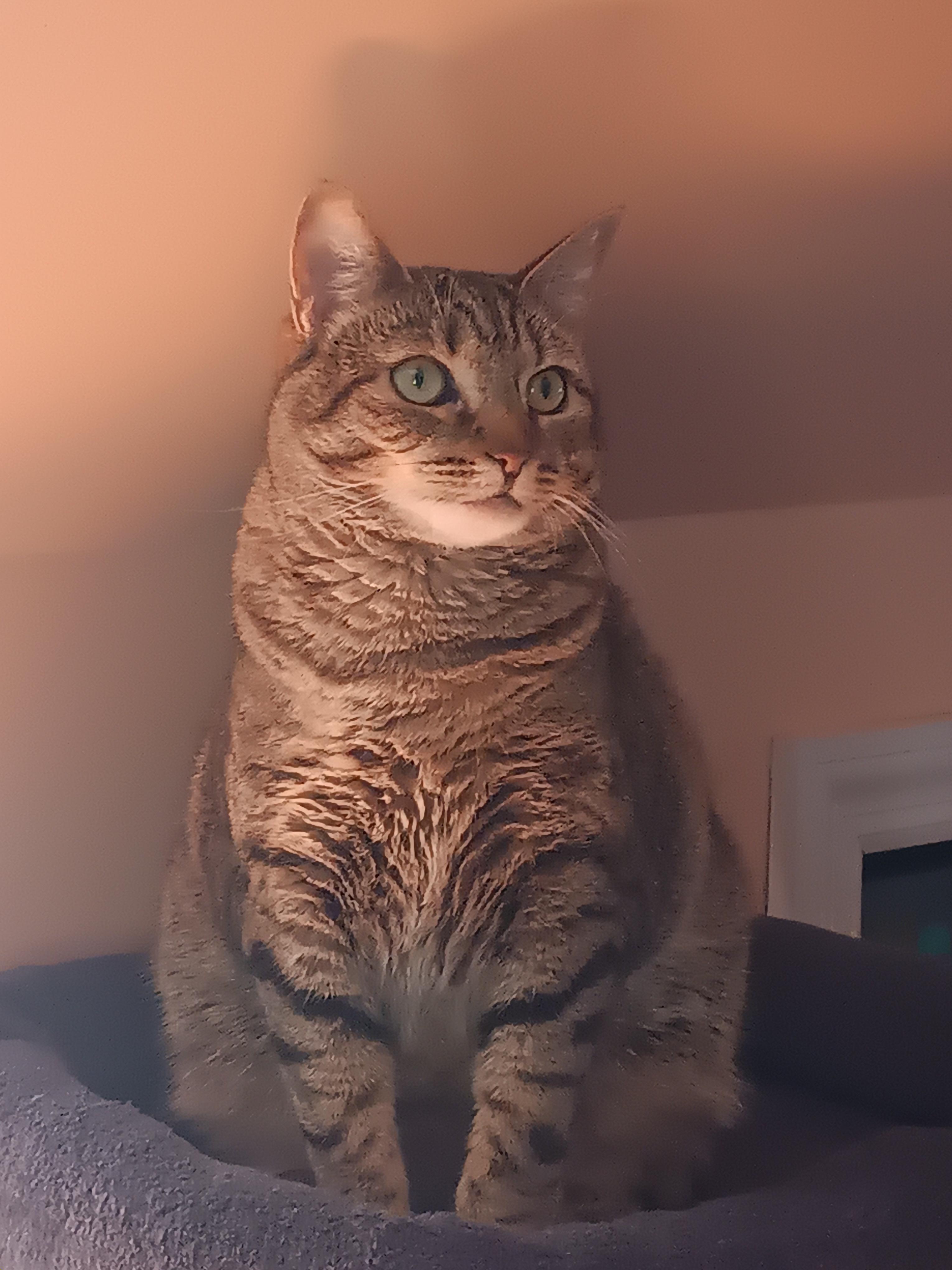 Nadine – Your Perfect Lap Kitty!, Adoptable, Young Female Domestic Short Hair.