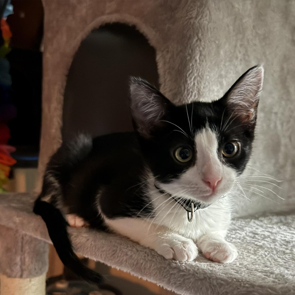 Storm, ADOPTABLE, Kitten Male Domestic Short Hair.