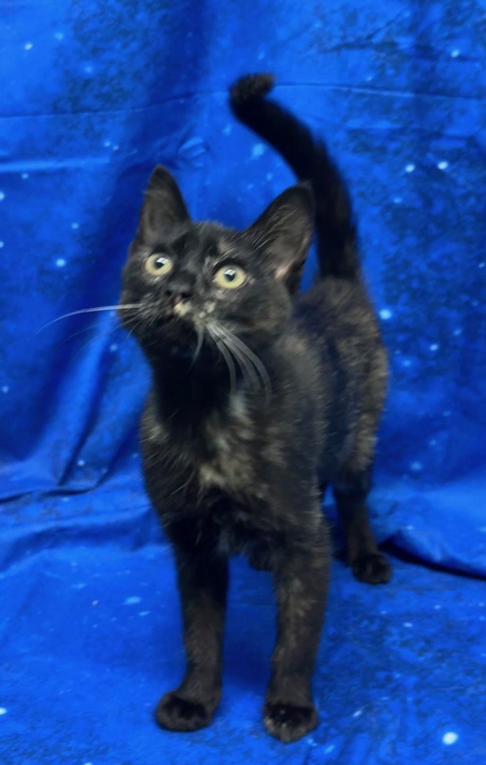 251870 Cookie — thumbnail 2